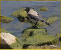 Hooded Crow